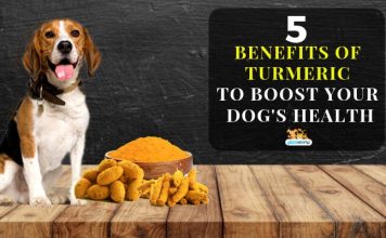 5 Benefits Of Turmeric To Boost Your Dog’s Health – Pet Blog
