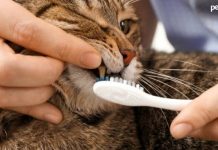 Dental Problems Cats Encounter Across The Years – Pet Blog