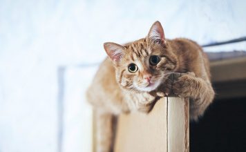 High-Wire Kitty: Why Do Cats Have Such Amazing Balance?