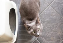 Tips to Promote Your Cat’s Urinary Health