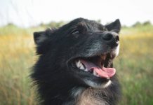 4 Ways To Get Rid Of Unpleasant Dog Breath