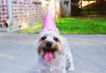 5 Basic Ways to Transform Your Pet’s Health in 2022