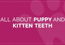 All About Puppy and Kitten Teeth
