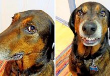 Cute Dog ‘Shamelessly’ Tries To Smile His Way Out After He’s Caught Stealing Food