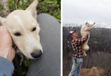 Dog With Broken Legs Saved By Man Who Found Her In The Woods