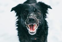 Help Keep Your Dog’s Skin Moisturized This Winter