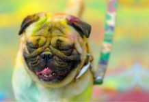 How secure is HOLI for Pets and Stray Animals
