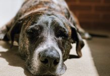 How to Adapt Your Home to an Aging Pet
