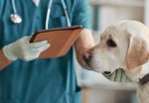 Kidney Disease Puts Dogs at Risk for Hypertension