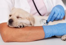 New Delhi Gets First Of Its Kind 24 X 7 Government Run Veterinary Hospital – Pet Blog