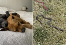 Pit Bull Risks Her Life To Save Puppy From Venomous Snake