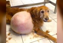 Police Find Sad Golden Lost On The Beach, With His ‘Massive’ Lump