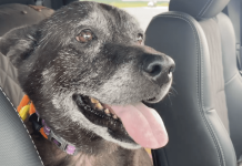 Senior Dog Found In Public Bathroom With Note From Struggling Family
