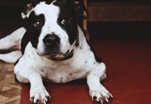 Top 7 Ways to Bulk Up Your Pitbulls