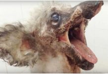 Town Ignored “Gross” Looking Dog, Volunteer Calls Them An Embarrassment