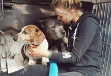 UPDATE: These Bonded Dogs Were Heartlessly Separated After Adoption, But Their Story Isn’t Over