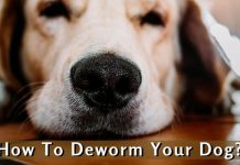 What Is Deworming? How To Deworm Your Dog? – Pet Blog