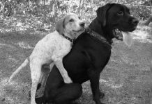 9 Reasons Why Male & Female Dogs Hump, Even If They’ve Been “Fixed”