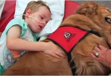 Boy With Brain Injury Won’t Wake Up, Family Says ‘Goodbye’ As Dog Lay On Top Of Him