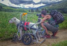 Dog In A Wheelchair Travels All Over The Country With His Photographer Dad