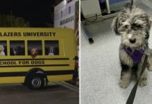 Doggie Daycare Van Stolen With Scared Pups Still Inside
