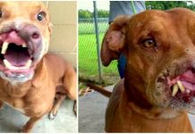 Family Dumps Their “Ugly Dog”, Doctors Transformed Him With A ‘Life-Altering’ Surgery