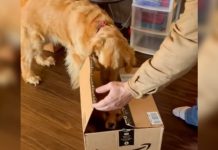 Golden Retriever Loses His Mind When He Opens Adorable Amazon Package