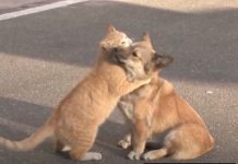 Homeless Cat Comforts Abandoned Dog Until They Are Both Rescued