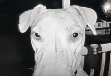 Lost Dog Rings Her Own Doorbell At 3am After Crazy Adventure