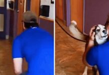 Lost For 3-Yrs, He Howls With ‘Joy’ When He Sees His Dad Standing In Front Of Him