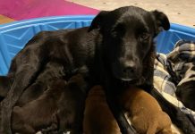 Mama Dog Who Lost Her Litter Is A Miracle For Ten Orphaned Puppies