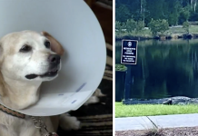 Man Faces Alligator After It Bites Off His Dog’s Tail