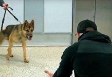 Military Ok-9 Steps Off Elevator & Sees His Handler For First Time In 3-Years