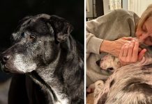 “Miracle” Hospice Dog Passes Away – But Her Family Is Turning Heartache Into Hope For Another Dog In Need