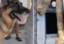 Neighbor Leaps 8 Feet Into Storm Drain To Save Dog 911 Refused To Help