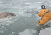 Newly Adopted Dog Is Found On Frozen River Clinging To Ice Block