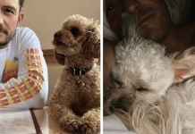 Orlando Bloom Fosters Dog In Honor Of His Late Pup Mighty