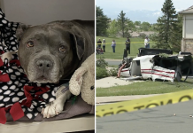 Pit Bull Is The Lone Survivor Of Shocking Plane Crash
