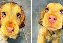 Puppy With Gorgeous Eyes Is Everyone’s Favorite, But Some People ‘Hate’ Her