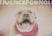 Rescue Seeks Justice For Pit Bull Found Dead After Her Adoption