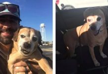 Selfless Man Drives Over 1,000 Miles To Reunite A Terminally Ill Woman With Her Dog