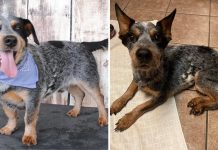 Starving Dog Unrecognizable When Returned To Shelter