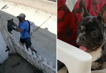 Stolen French Bulldog Sold To Unsuspecting Family For $20