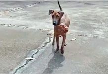 Stray Afraid Of People Works Up The ‘Courage’ To Ask 1 Man To Take His Pain Away