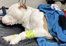 Teen Says Police Shot Her Dog For Barking During Landlord Dispute