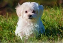 Top 9 Pet Insurance Plans For Malteses (2022)