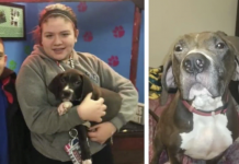 UPDATE: Animal Rescue Explains Why They Refuse To Return Lost Dog To Family