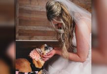 UPDATE: Frenchie Given Only Weeks To Live Hangs On To See Her Best Friend Get Married