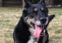 UPDATE: Hero Police K9/ Netflix Star Succumbs To “Sudden, Untreatable Illness”