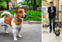 Ukraine President Awards Medal To Heroic Bomb-Sniffing Dog